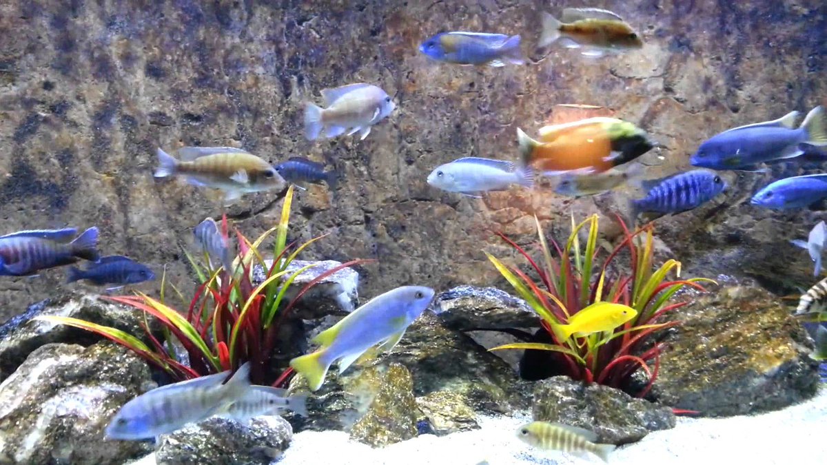 African Cichlids Hd - HD Wallpaper 