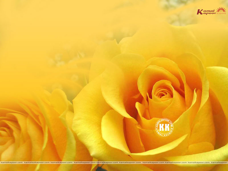 Wallpaper In Yellow Colour - Yellow Colour - HD Wallpaper 