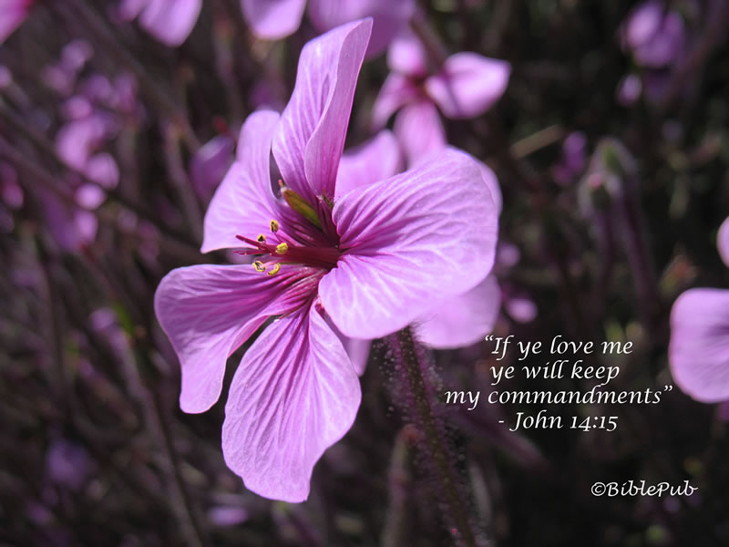 Geranium - HD Wallpaper 