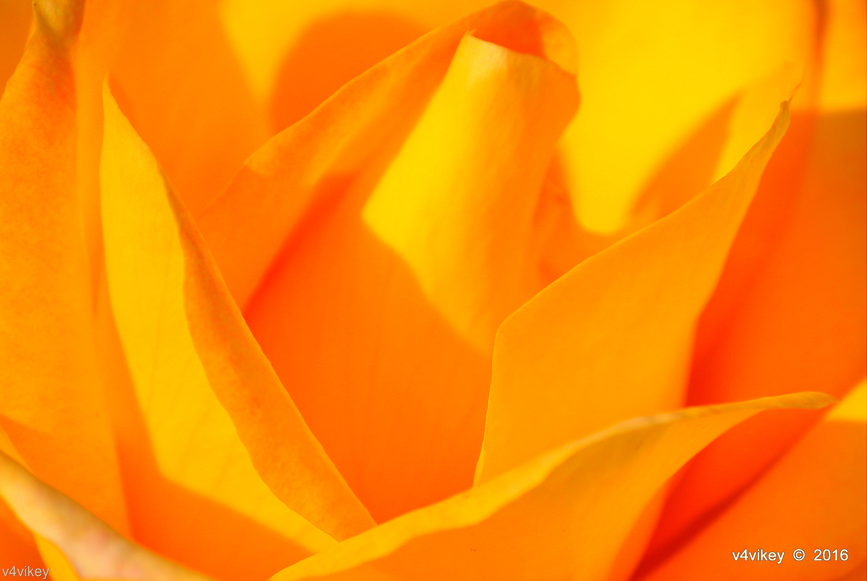 Close-up - HD Wallpaper 