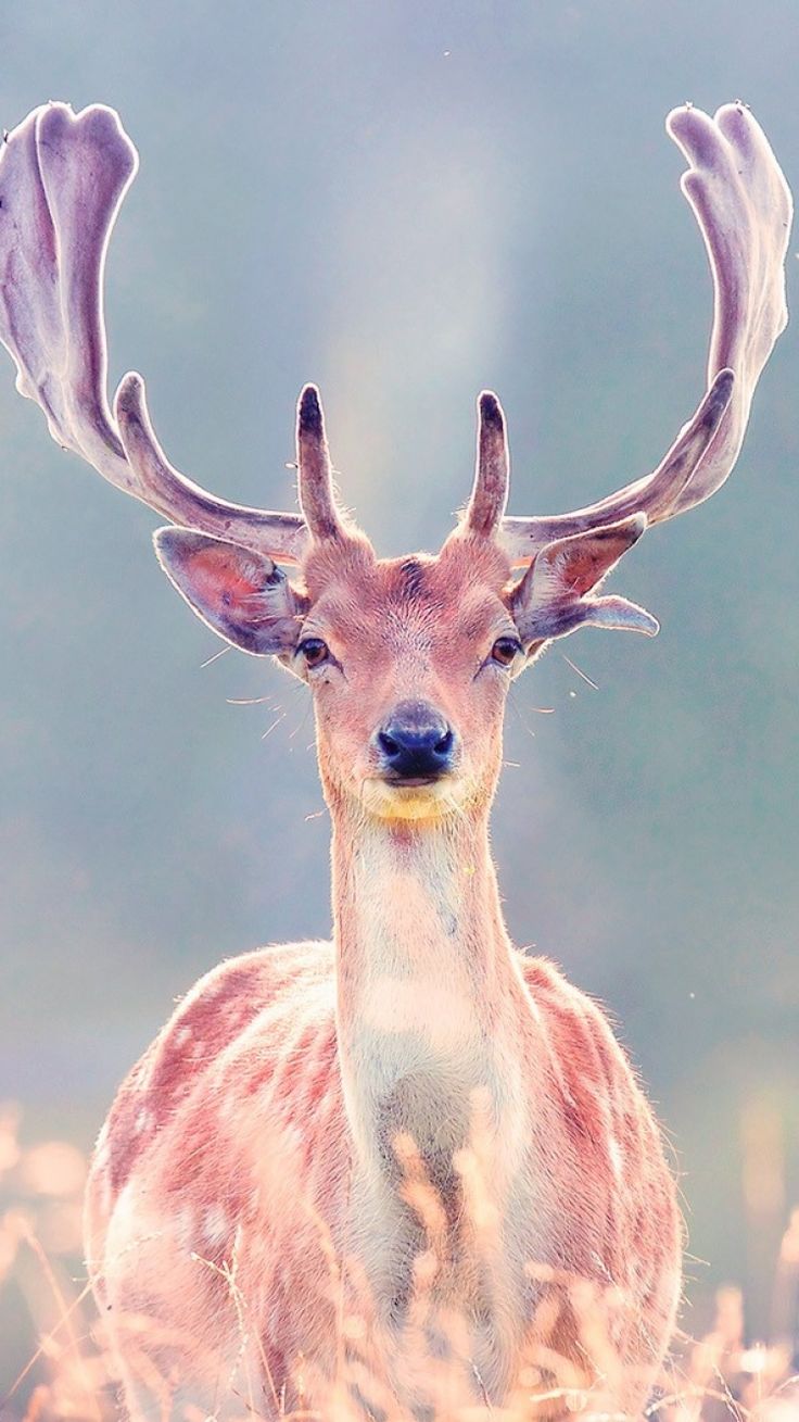 Iphone Deer - HD Wallpaper 
