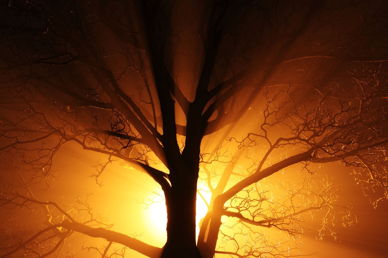Nature Black And Orange - 1280x853 Wallpaper - teahub.io