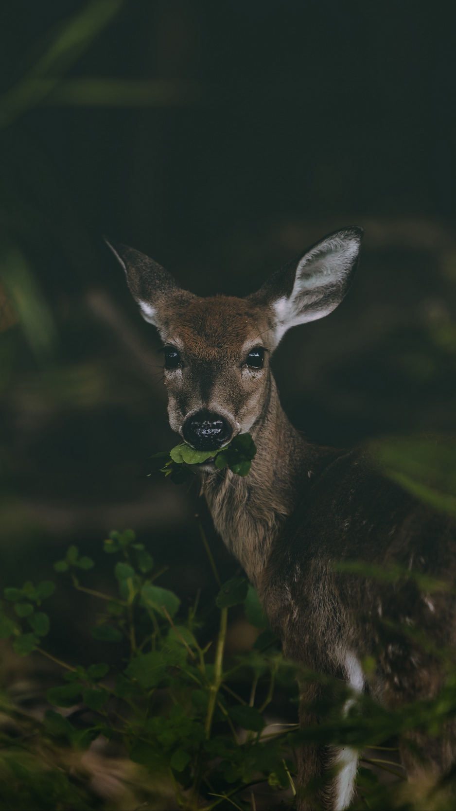 Wallpaper Deer, Grass, Food, Wildlife, Cute - Wallpaper - HD Wallpaper 