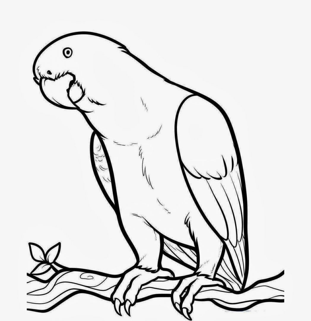 Beautiful Bird Parrot Coloring Colour Drawing Hd Wallpaper - Parrot Coloring Pages - HD Wallpaper 