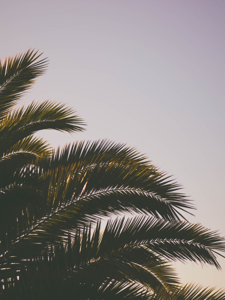 Clean Sky 2 Wallpaper - Happy Thanksgiving Palm Tree - HD Wallpaper 