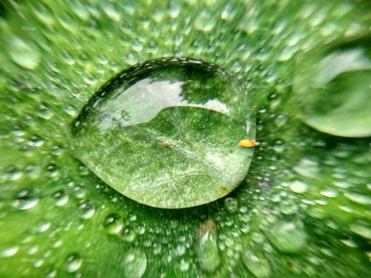 Macro Photography - HD Wallpaper 