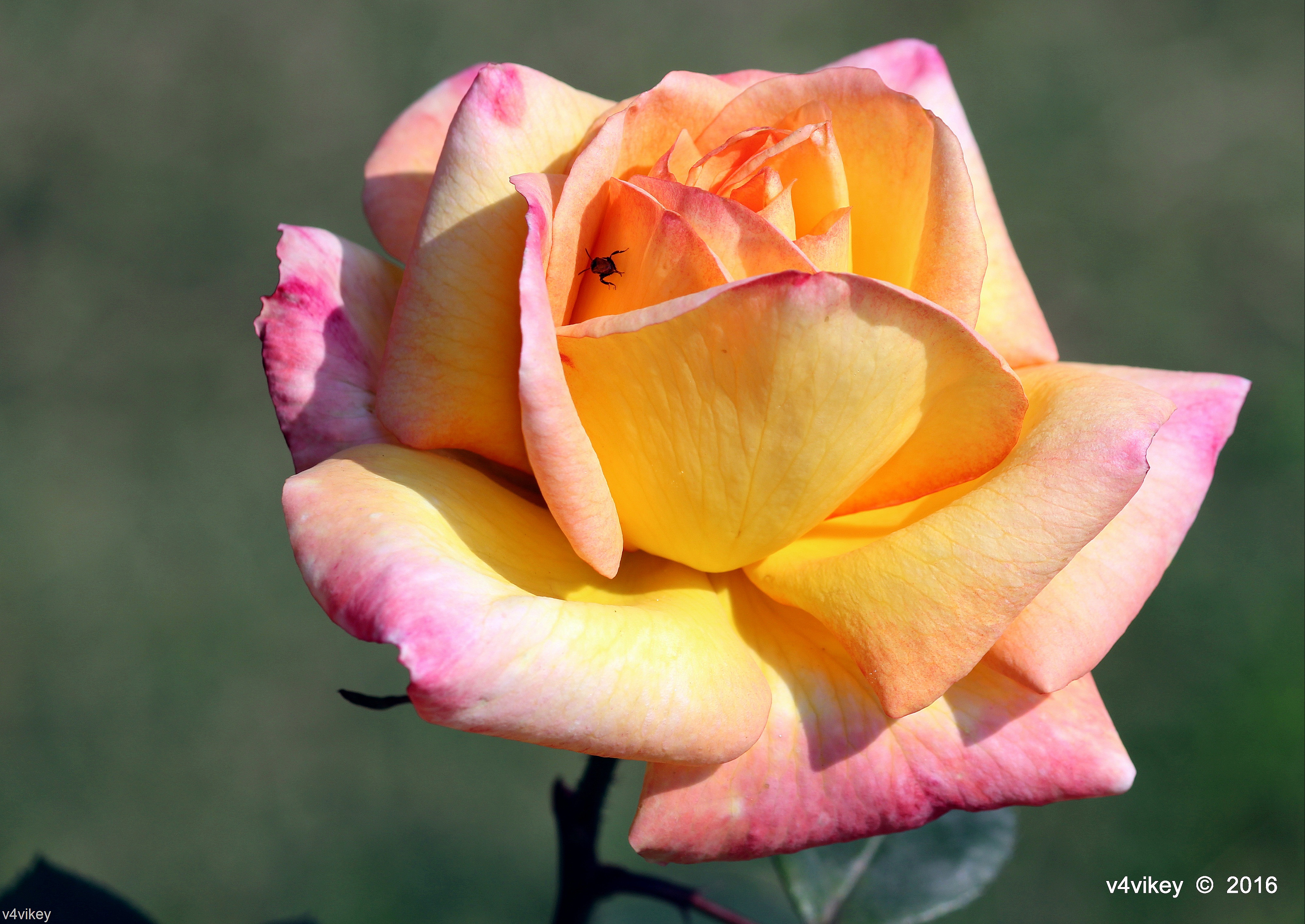 Yellow And Pink Roses - HD Wallpaper 