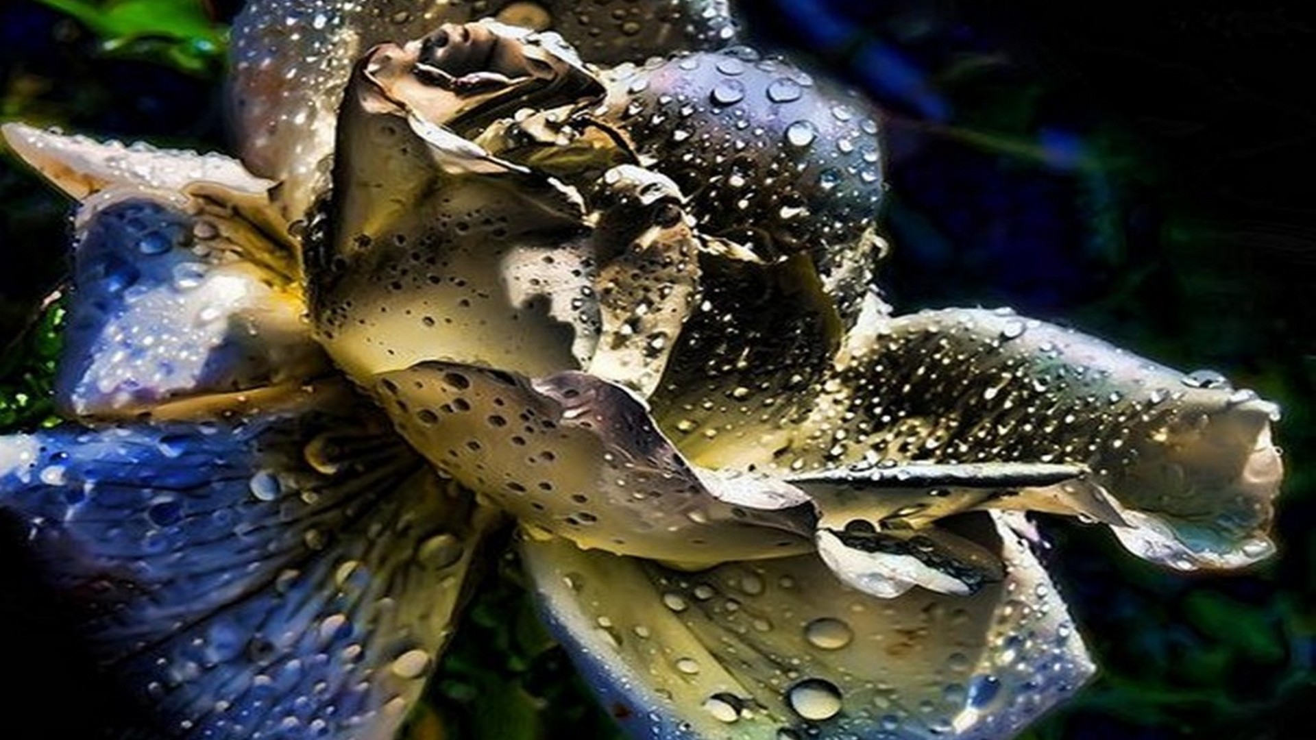 Black And Yellow Wallpaper For Desktop With Image Resolution - Macro Photography - HD Wallpaper 