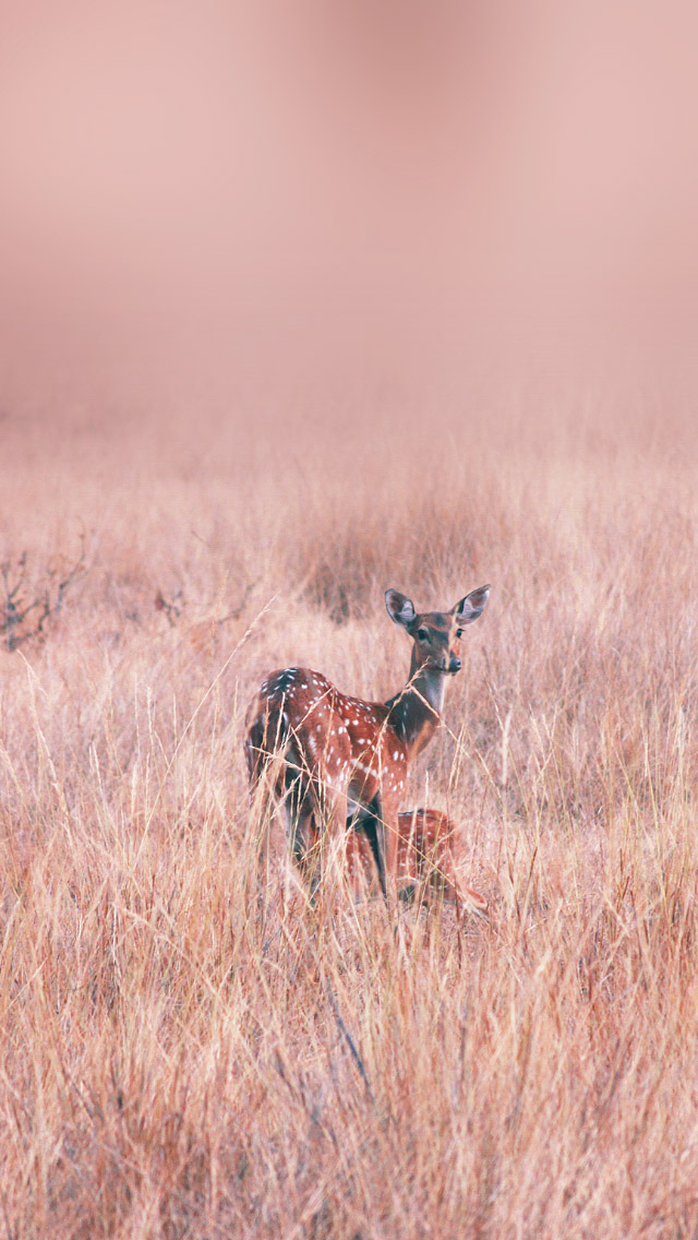 Iphone Background Deer - HD Wallpaper 