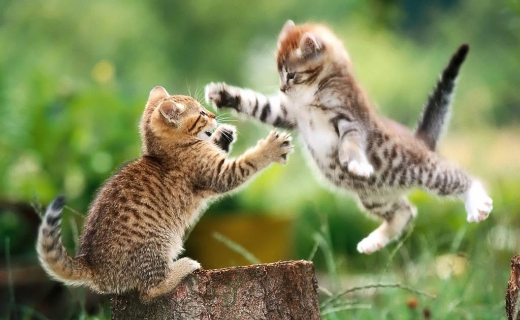 Desktop Animal Wallpaper Hd - HD Wallpaper 