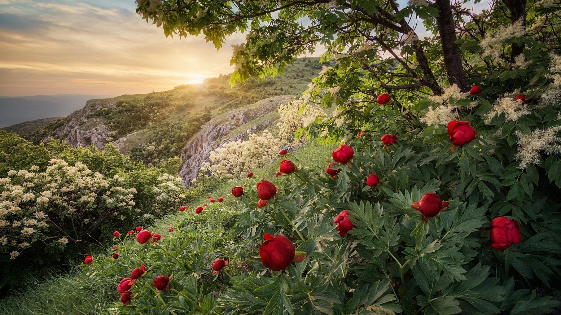 Spring Tag - Peonies In The Wild - HD Wallpaper 