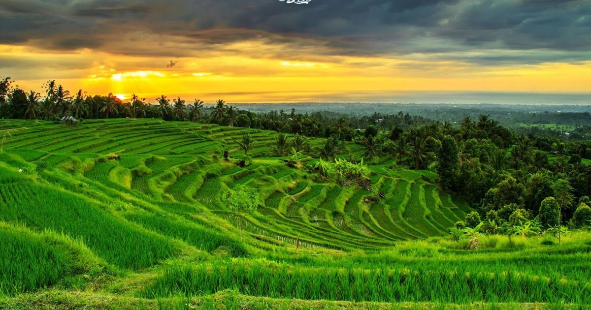 Background Pemandangan Sawah - HD Wallpaper 