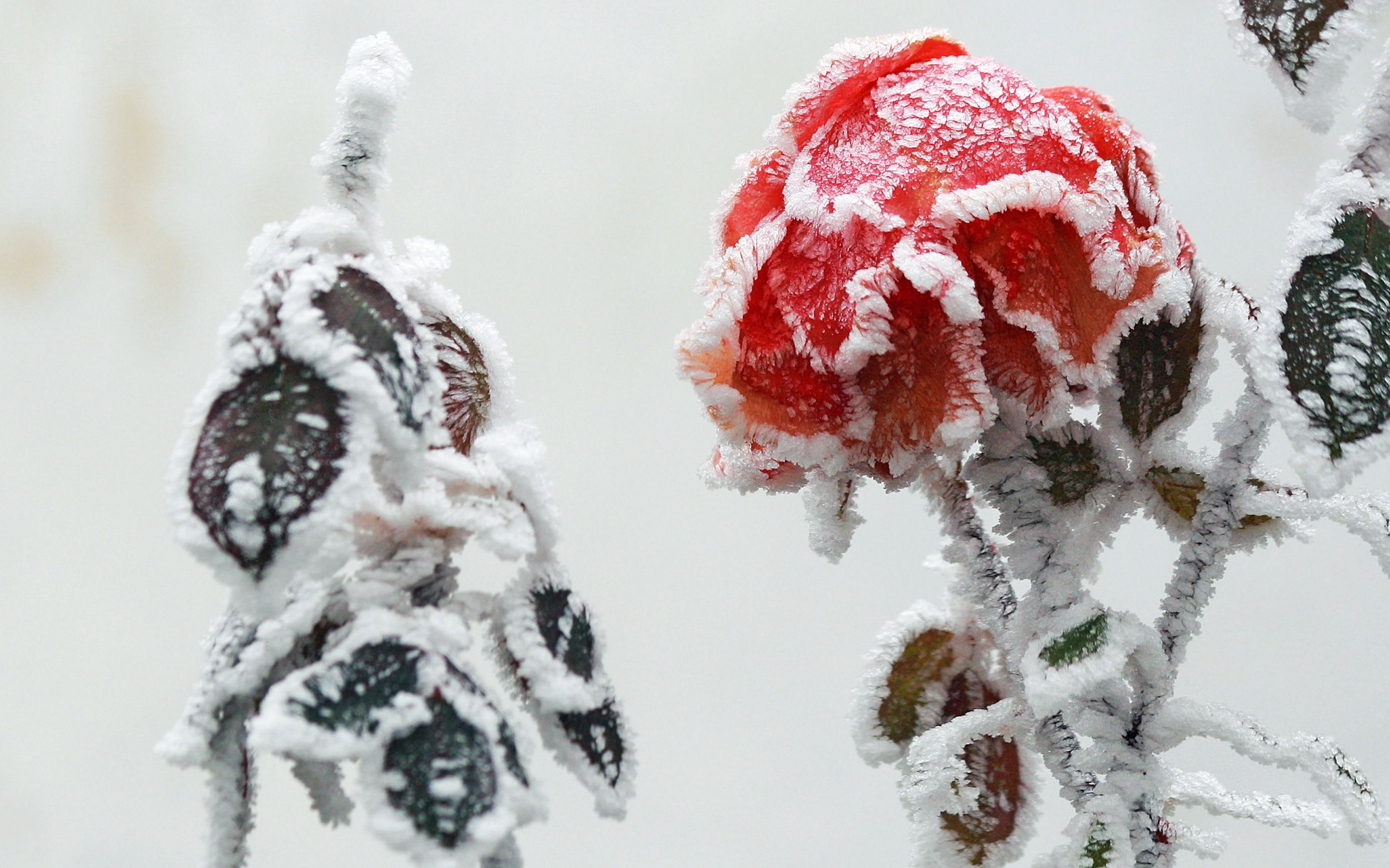 Frozen Rose Wallpaper - Shuangjiang - HD Wallpaper 