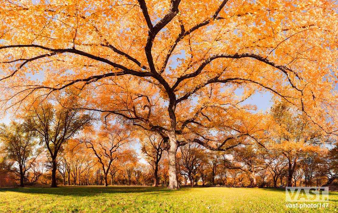 Autumn - HD Wallpaper 