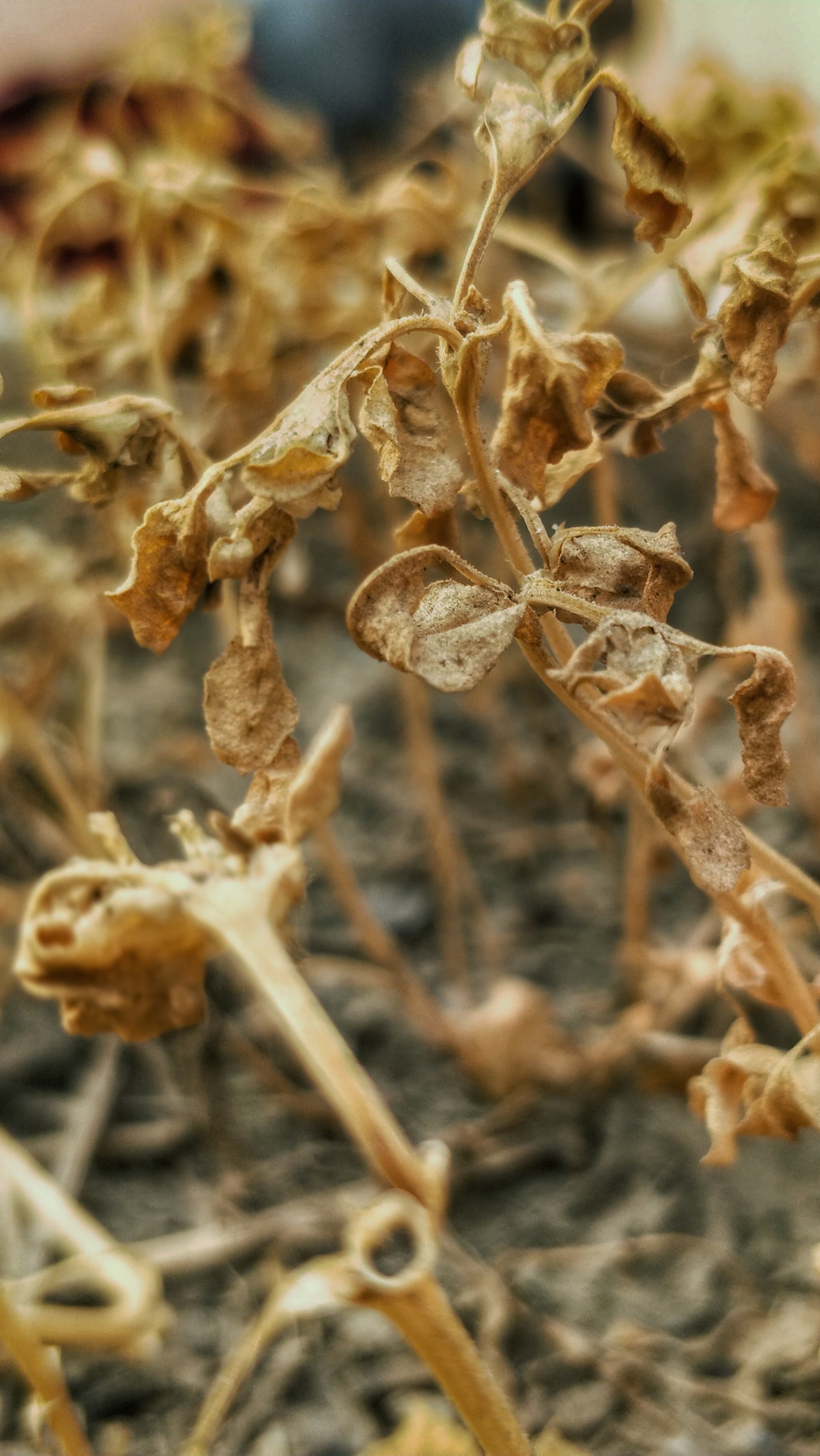 Macro Photography - HD Wallpaper 