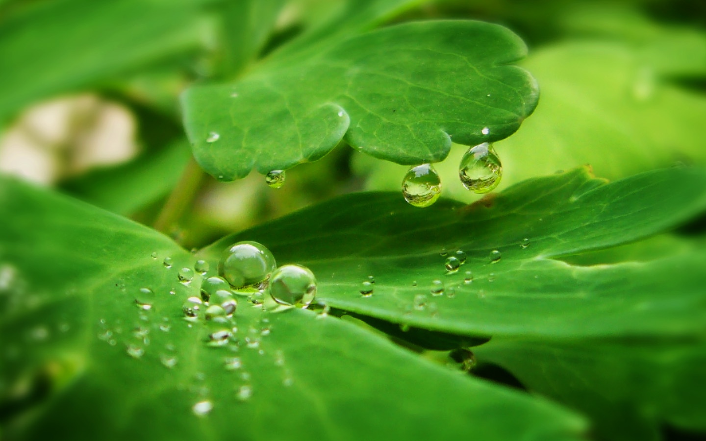Nature Green - HD Wallpaper 