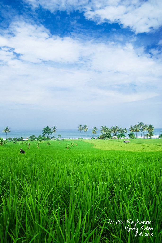 Pemandangan Sawah Wallpaper - Pemandangan Sawah Padi - HD Wallpaper 