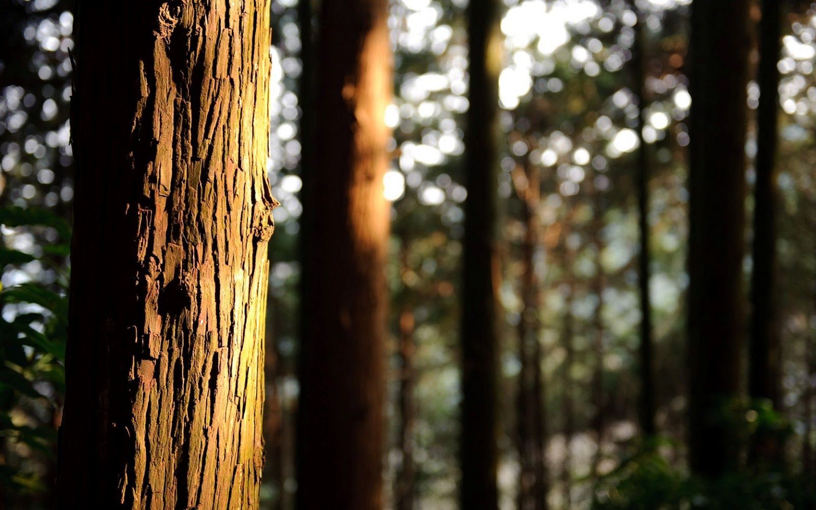 Newest Real Nature Images & Wallpapers Coleen Brook - อ ลู มิ เนียม ลายไม้ ราคา ตรม - HD Wallpaper 