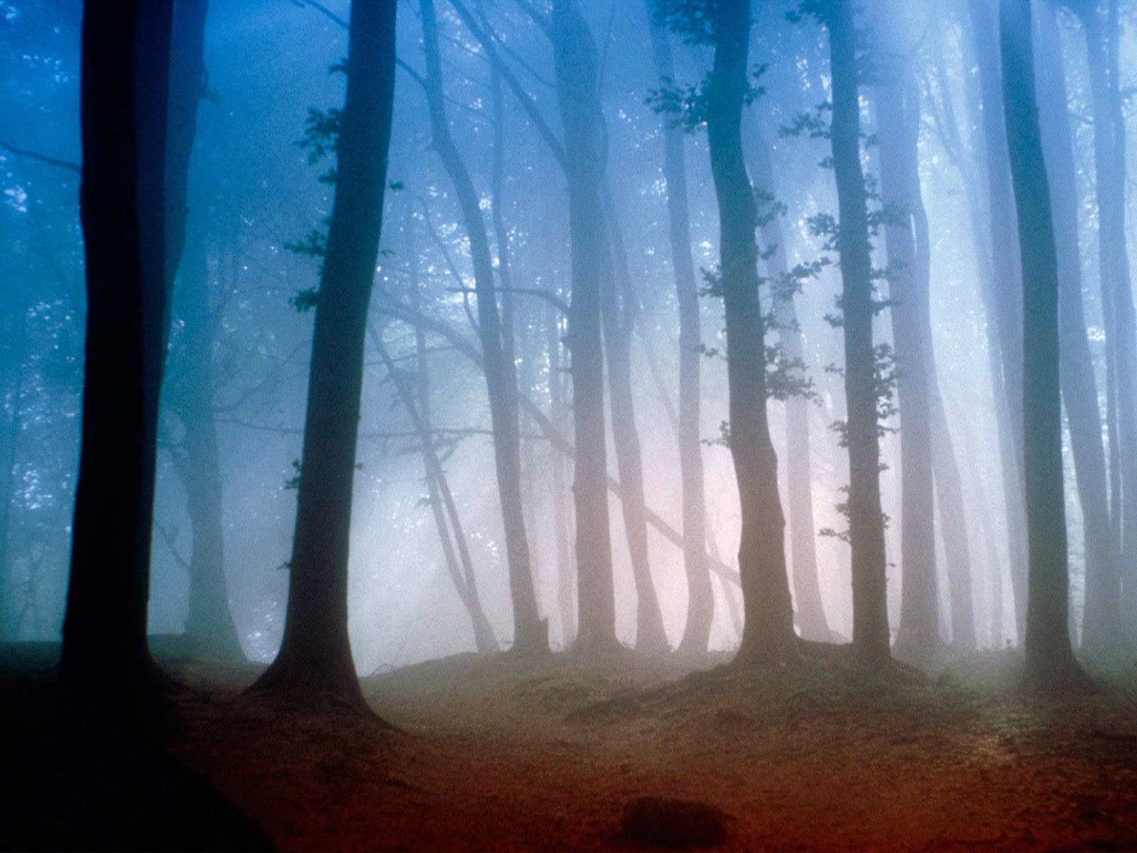 Foto-foto Pemandangan Hutan Yang Alami - Morning Light - HD Wallpaper 