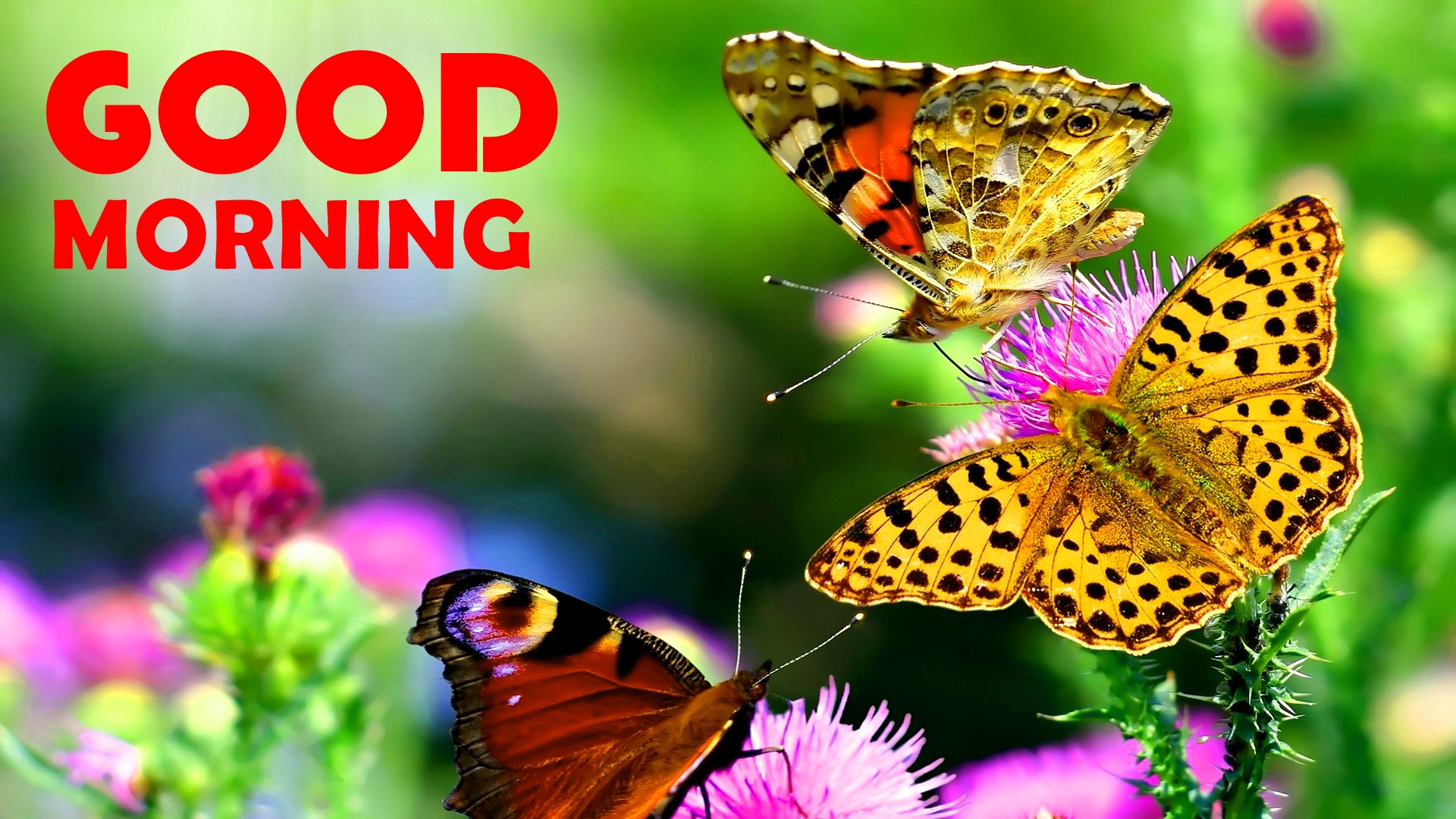 Good Morning Nature Hd - HD Wallpaper 