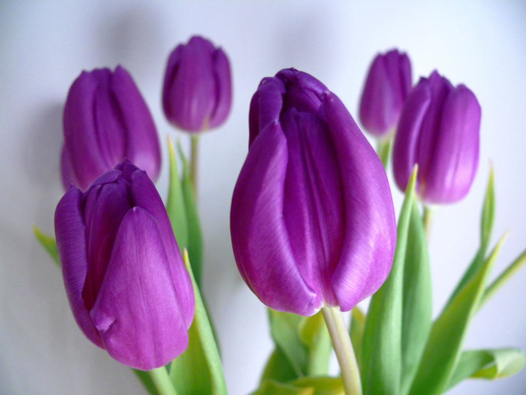 Bunga Tulip Terindah Di Dunia - More Beautiful Tulip Flower - HD Wallpaper 