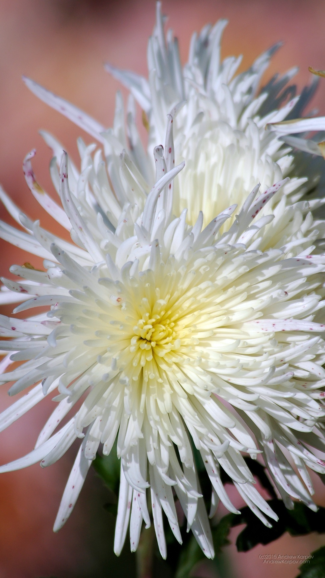 Iphone 6s Plus - Wallpaper - HD Wallpaper 