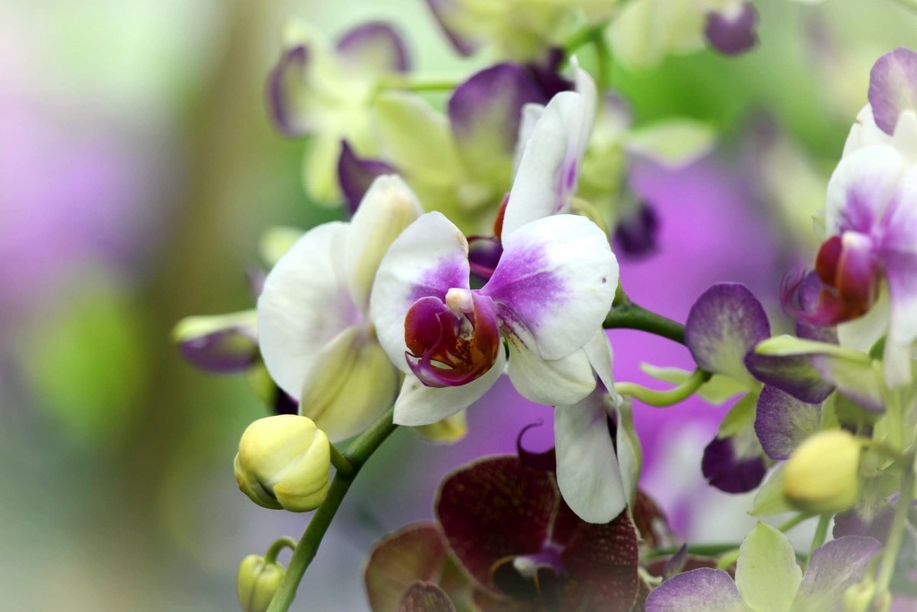 Anggrek Yang Indah - Orchids Of The Philippines - HD Wallpaper 