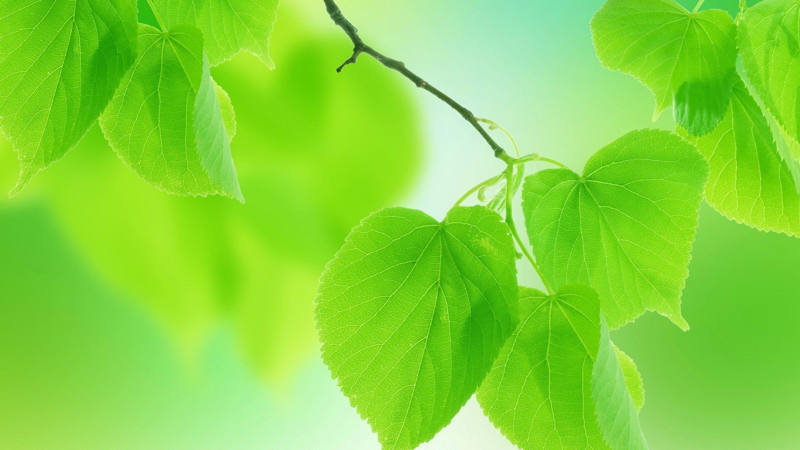 Thumb Image - Light Green Nature Hd - HD Wallpaper 