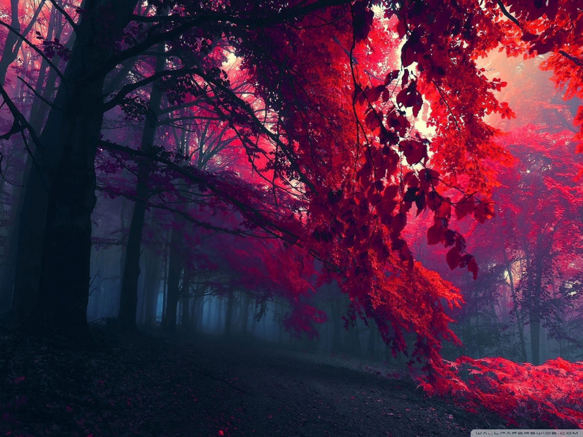 Burgundy Fall Background - HD Wallpaper 