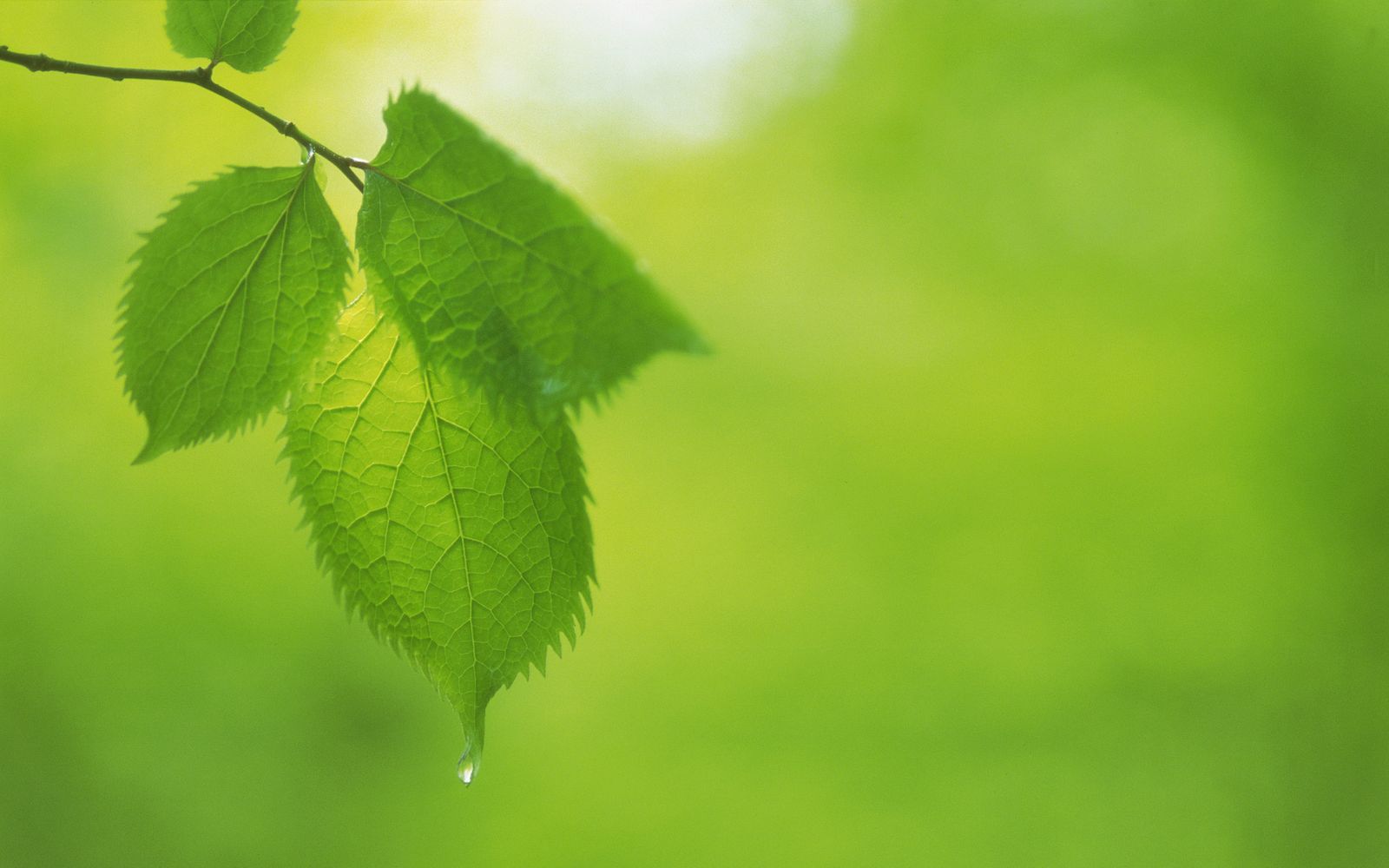 Gambargambar Daun Yang Alami Dan Sangat Indah - Background Daun Ukuran Besar - 1600x1000 Wallpaper - Teahub.io