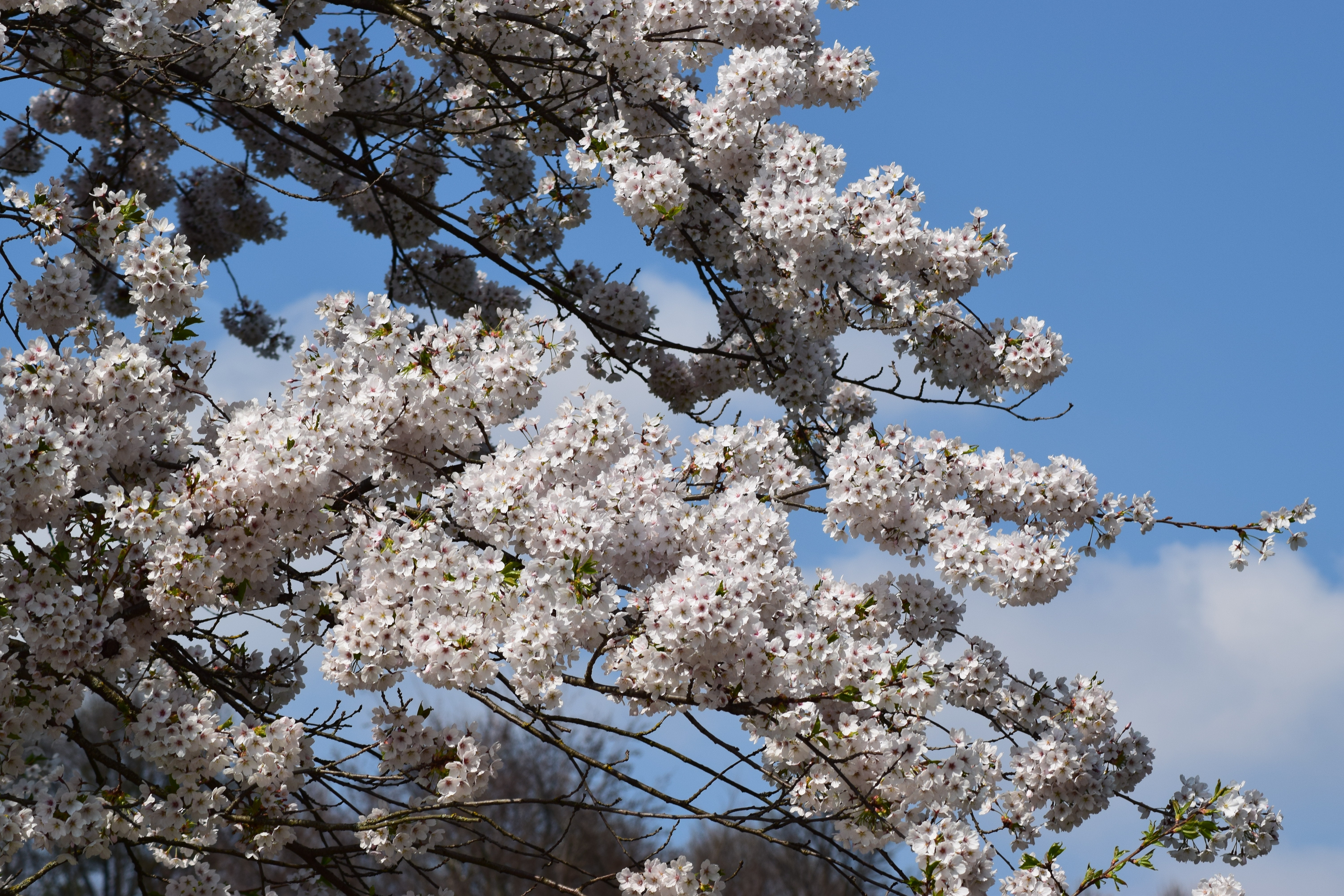 Cherry Blossom - HD Wallpaper 