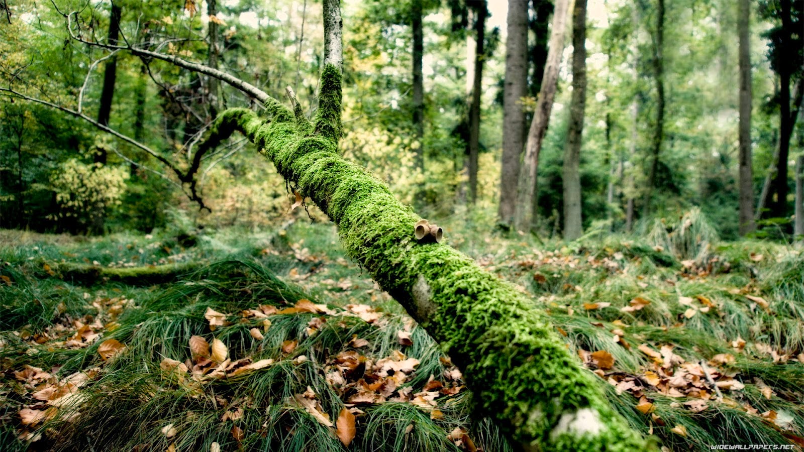 Beautiful Jungle Full Hd - HD Wallpaper 