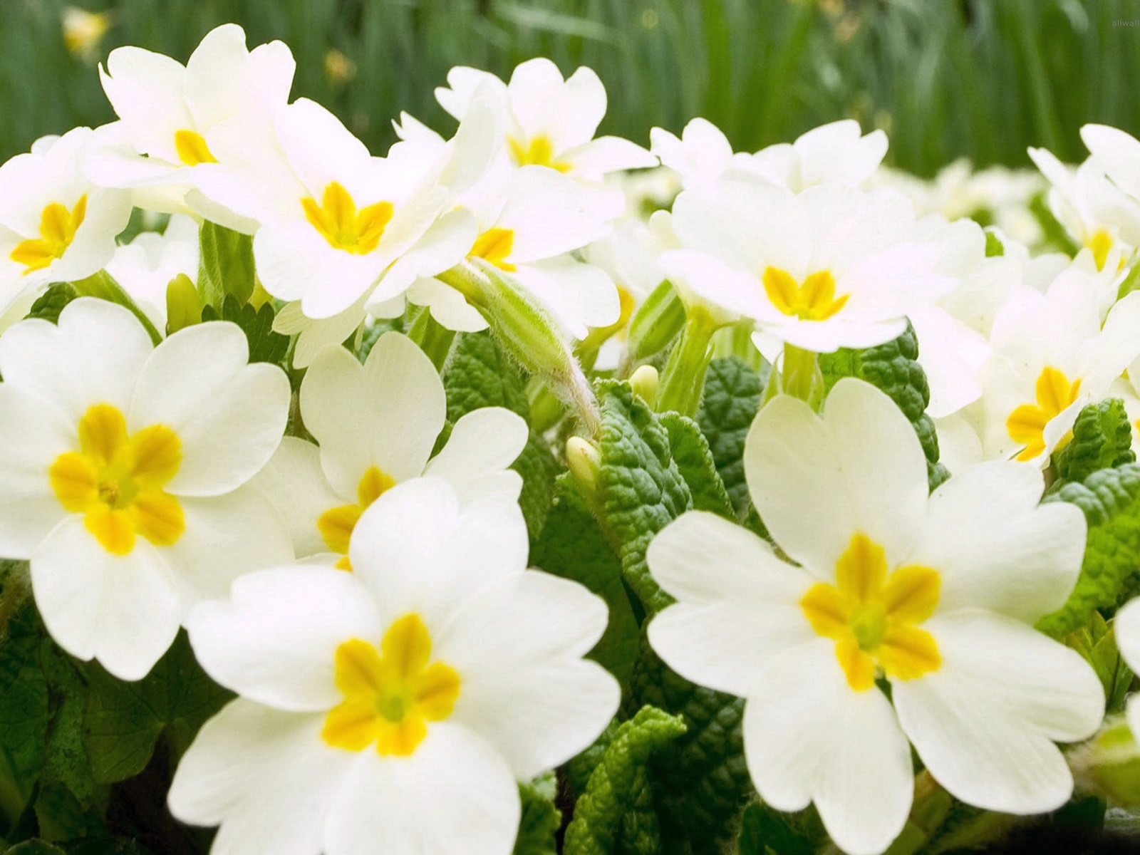 Wallpaper Yang Indah - High Resolution Flower Photos Hd - HD Wallpaper 