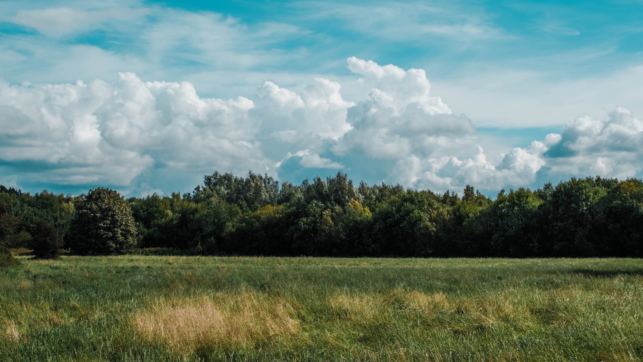 Wallpaper Field, Grass, Clouds, Trees - Clouds And Trees Background - HD Wallpaper 