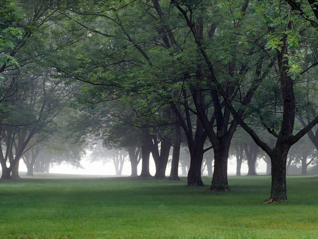 Keindahan Alam - - Early Morning Mist Central Indiana - HD Wallpaper 