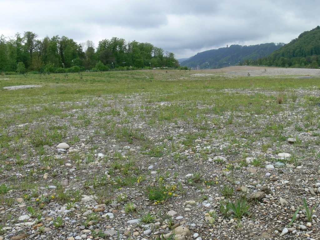 Allmend - Grass - HD Wallpaper 