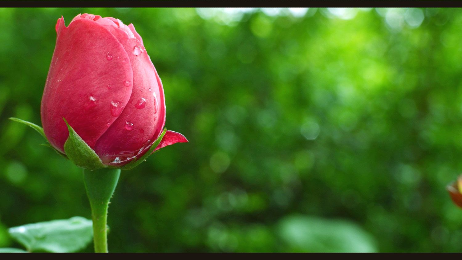 Good Morning Beautiful Image For Facebook - HD Wallpaper 