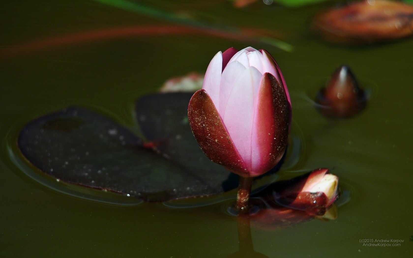 Sacred Lotus - HD Wallpaper 