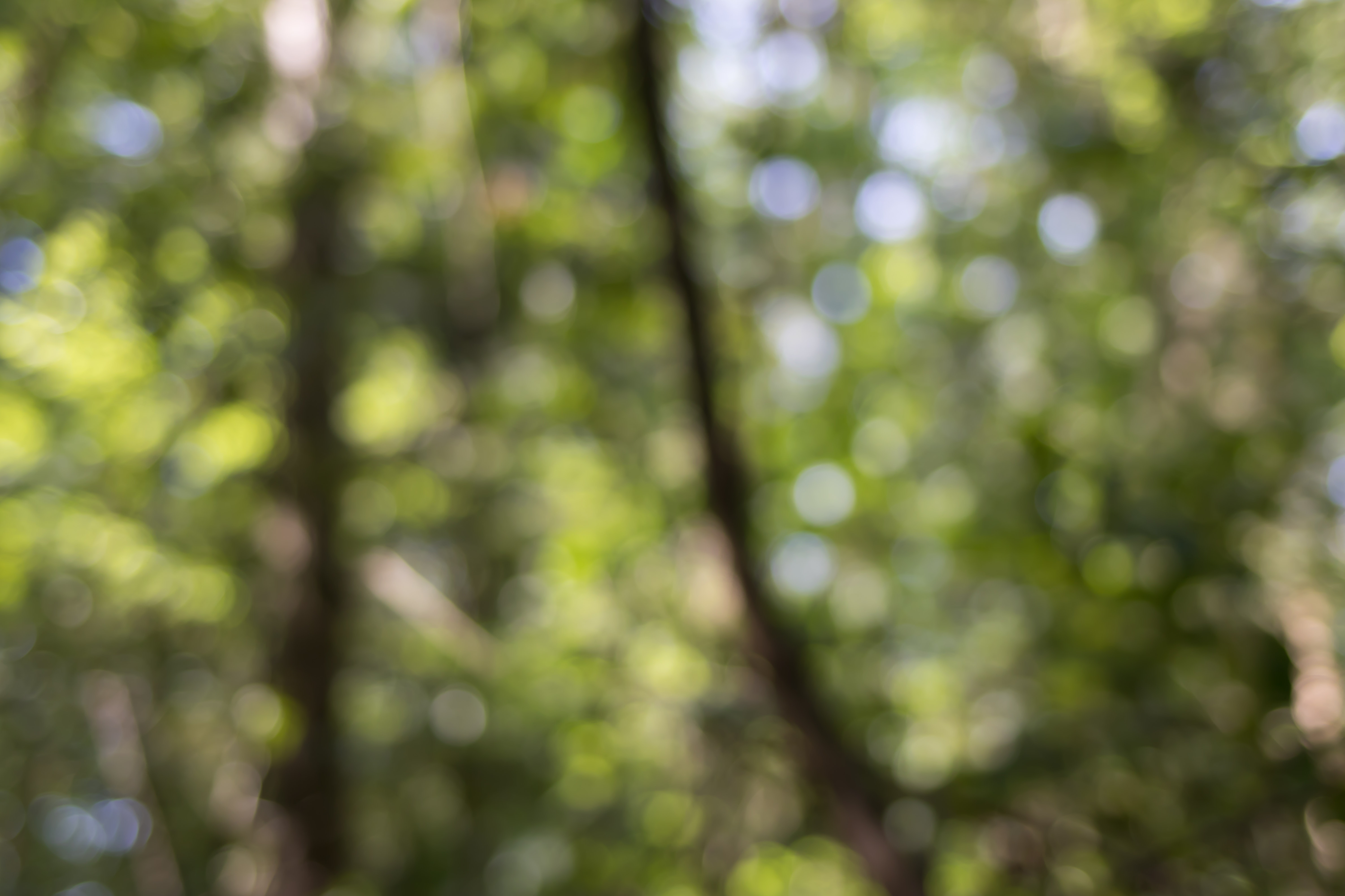 Free Forest Bokeh Image Download - HD Wallpaper 