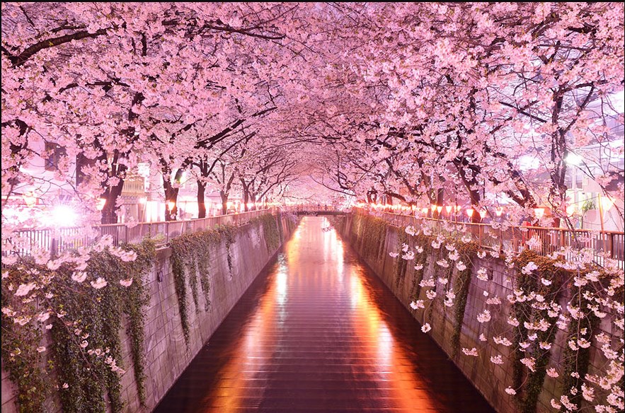 Gambar Wallpaper Bunga Sakura Di Jepang Pink Leaf Tree