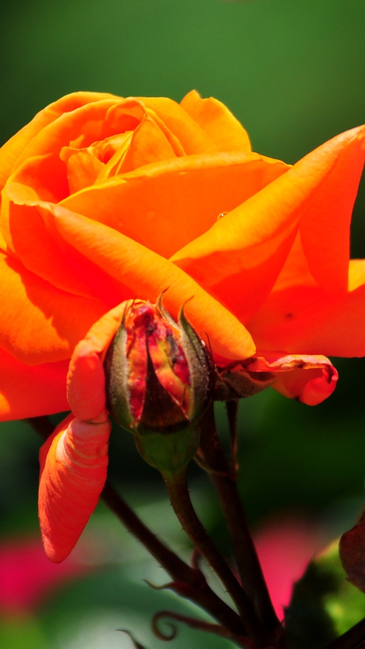 Wallpaper Terbaik Untuk Telefon Bimbit - خلفية هاتف برتقالية - HD Wallpaper 