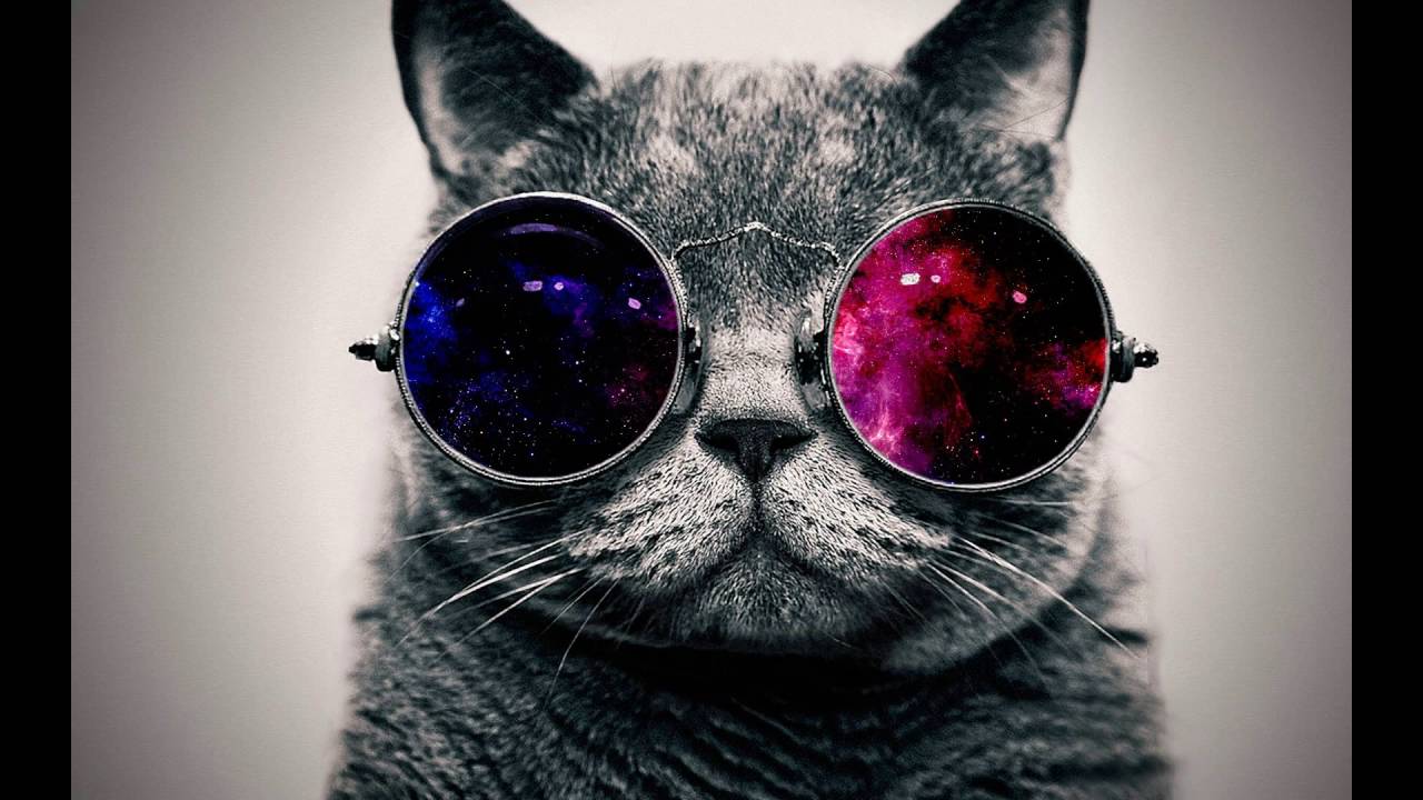 Cool Wallpapers Cat - HD Wallpaper 