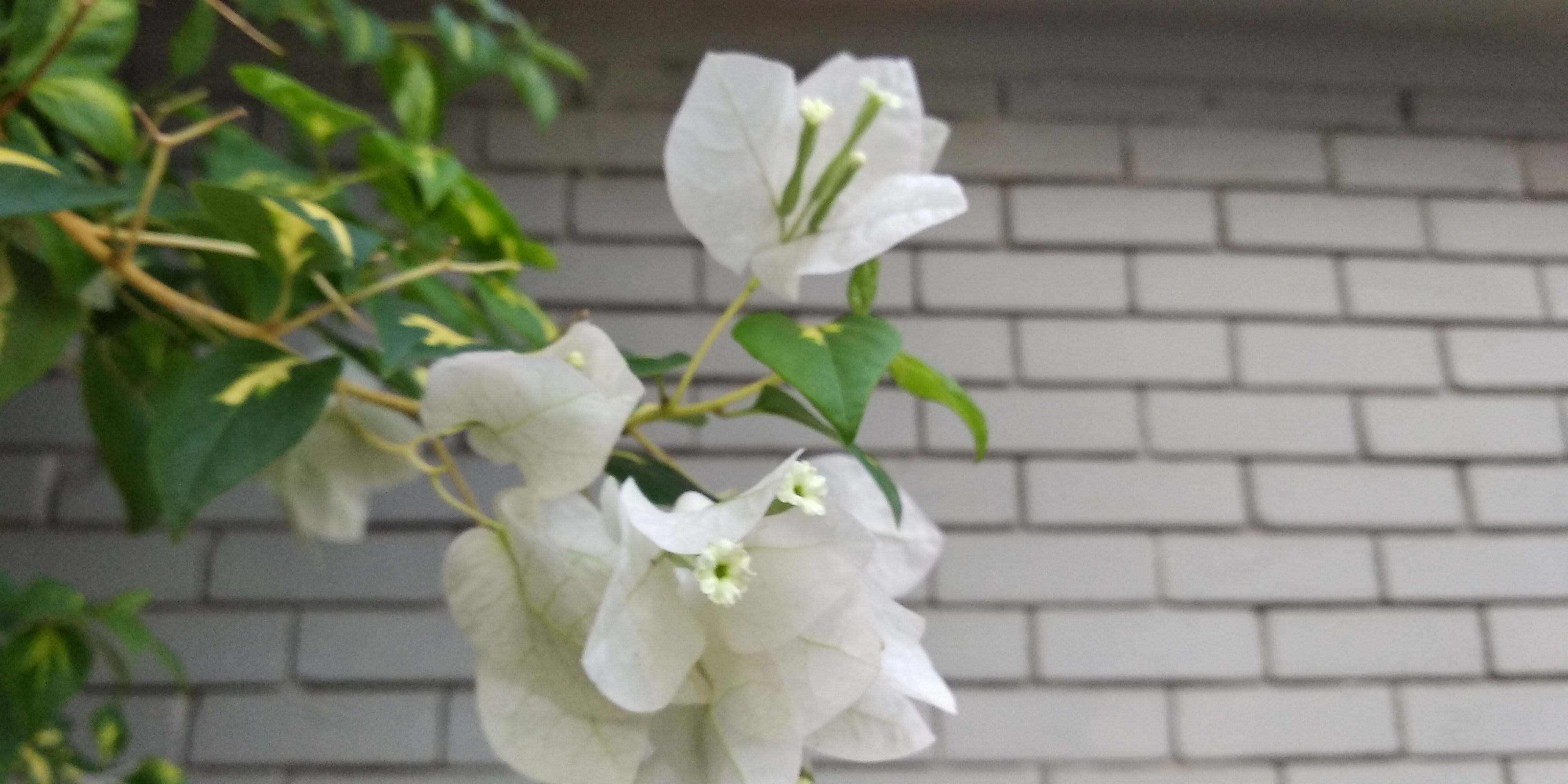 Bougainvillea - 4000x2000 Wallpaper - teahub.io