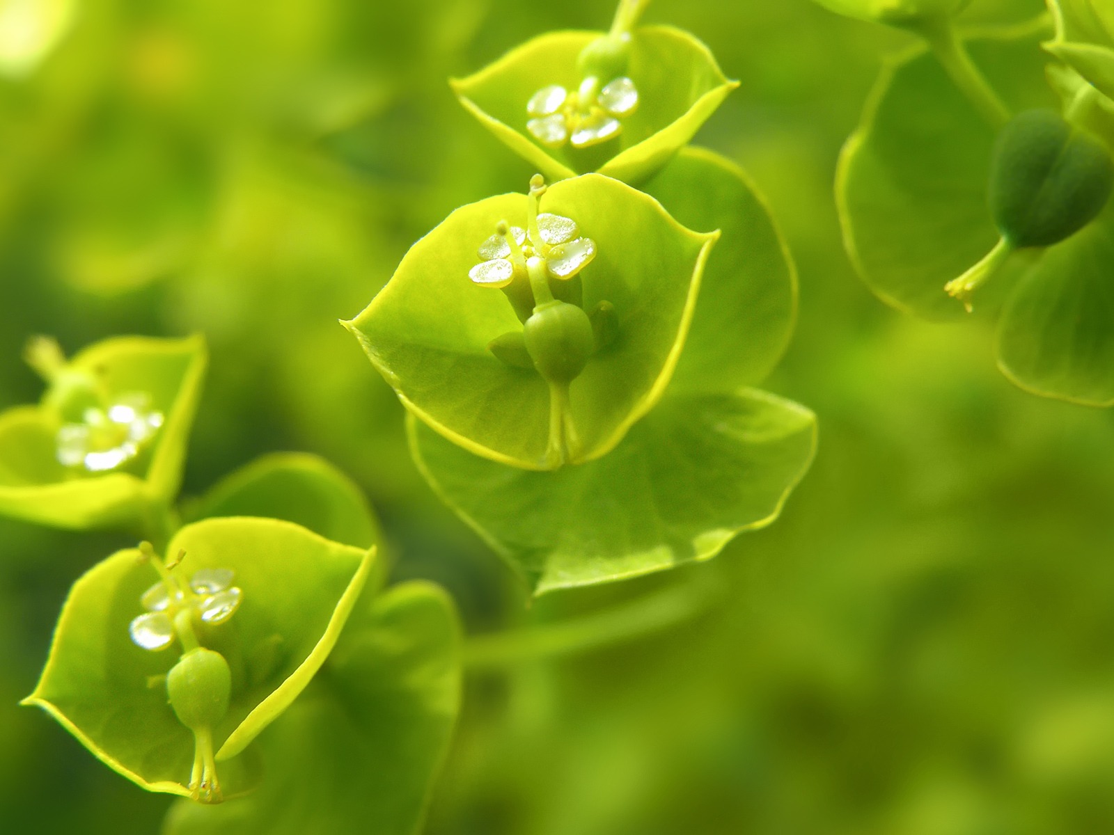 Di Alam Tanaman Wallpaper Hijau Alam Wallpaper Download - Green Nature - HD Wallpaper 