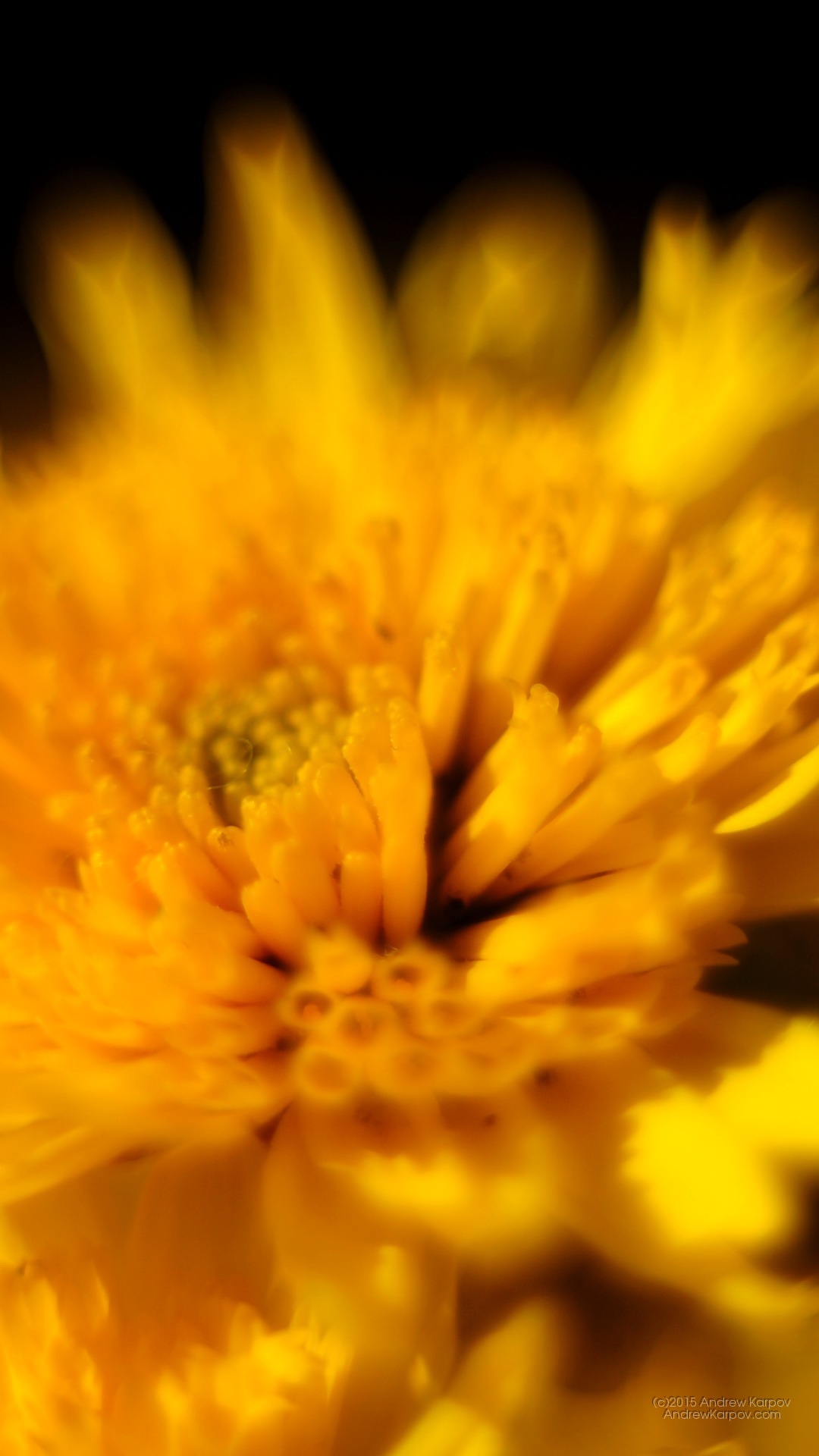 Iphone 6s Plus - English Marigold - HD Wallpaper 