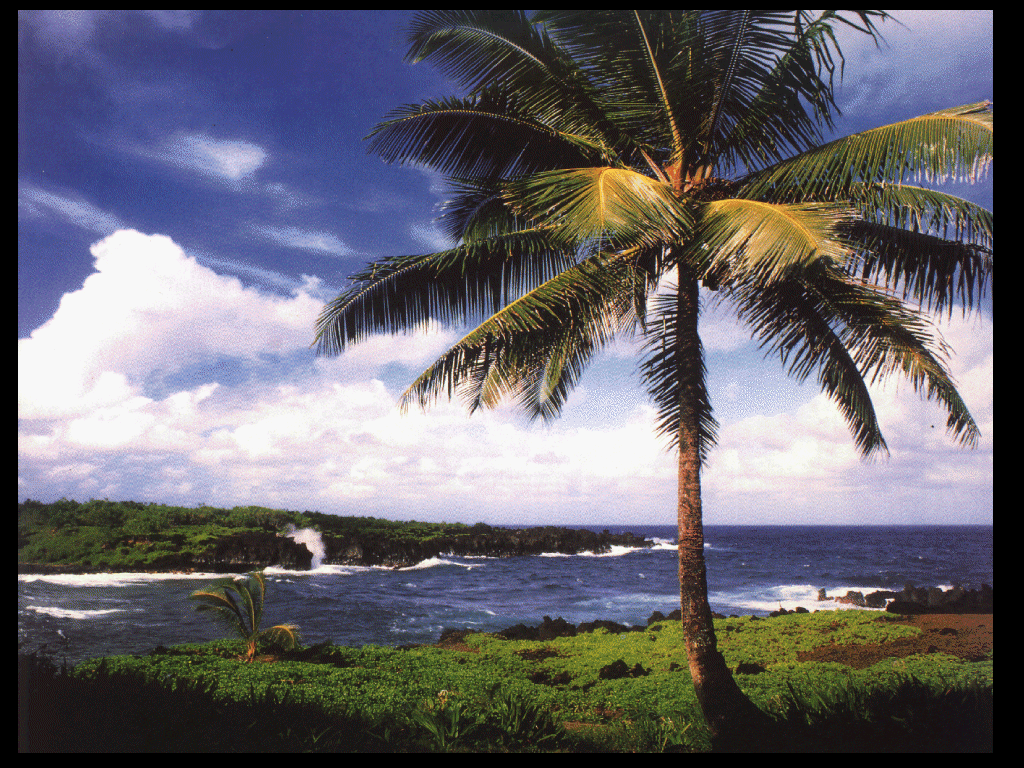 Amor Es Como Una Planta Hay - HD Wallpaper 