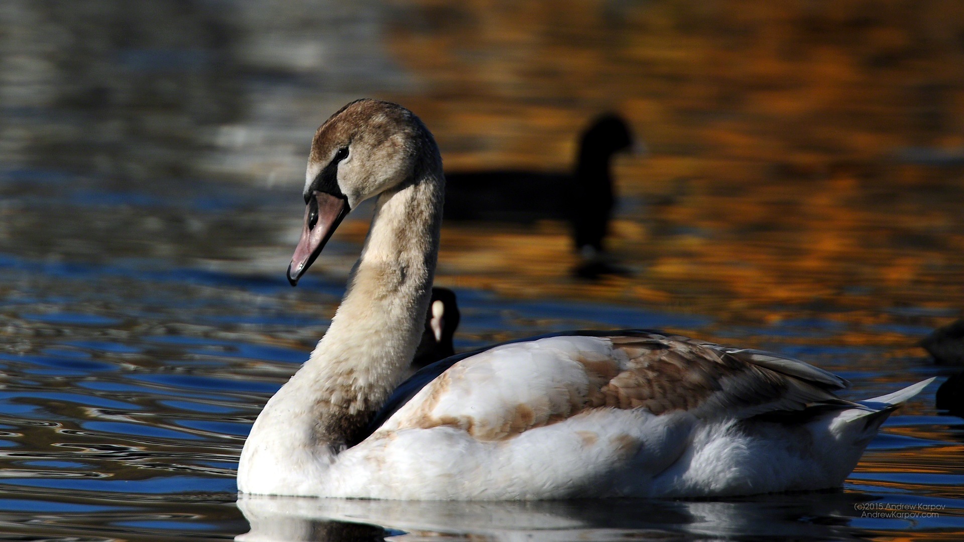 Iphone 6s Plus - Swan - HD Wallpaper 