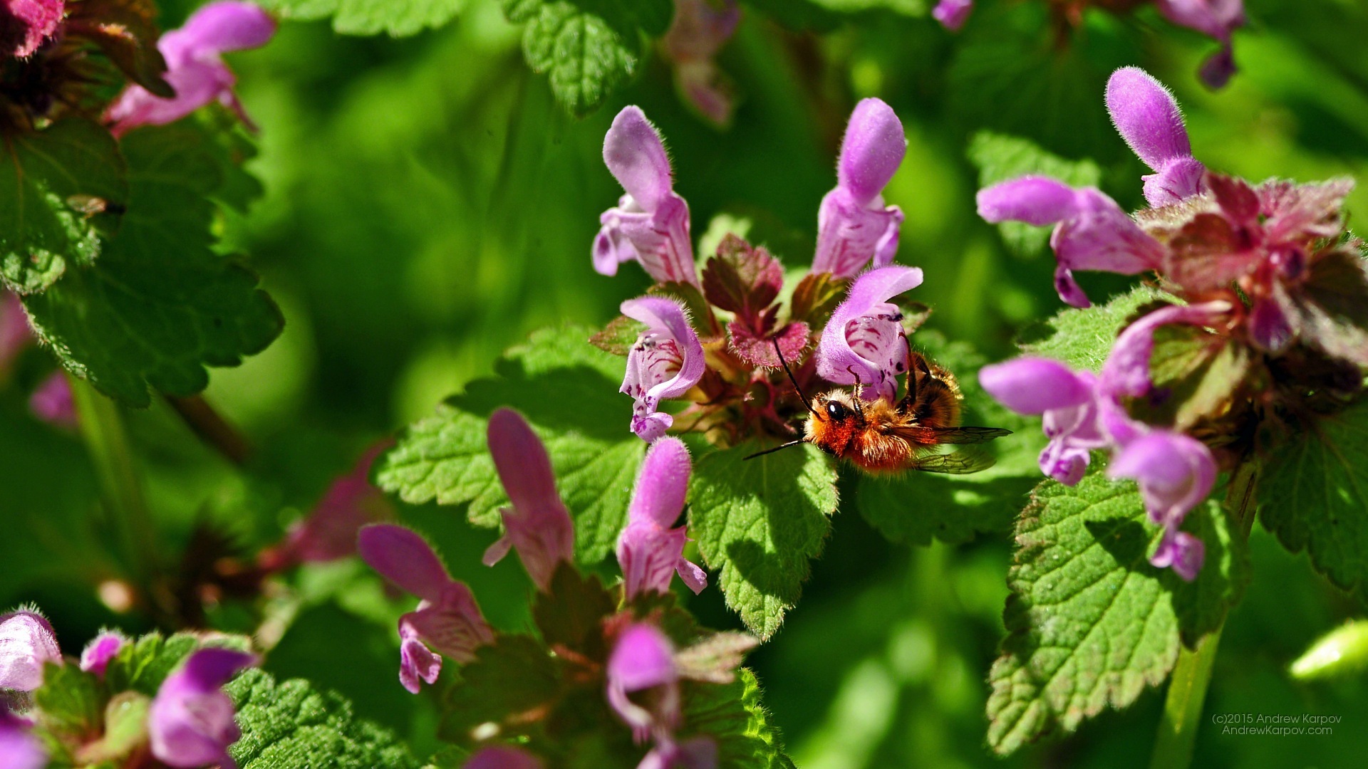 Desktop Pics Wallpaper - Impatiens - HD Wallpaper 