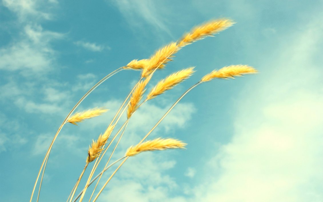 Download Wallpaper Golden Wheat In The Wind - Небо Колоски - HD Wallpaper 