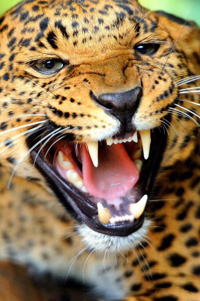 Crazy Angry Leopard Iphone Wallpaper - Leopard Aggressive - HD Wallpaper 